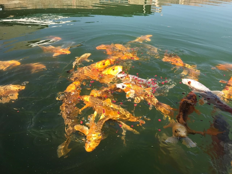 7 Bedroom Property for Sale in Rustenburg Rural North West